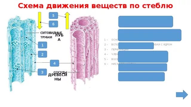 Восходящий и нисходящий ток. Схема движения веществ по стеблю. СМА движения веществ по стеблю. Схема передвижения веществ по стеблю. Схема движения веществ по стеблю 6.