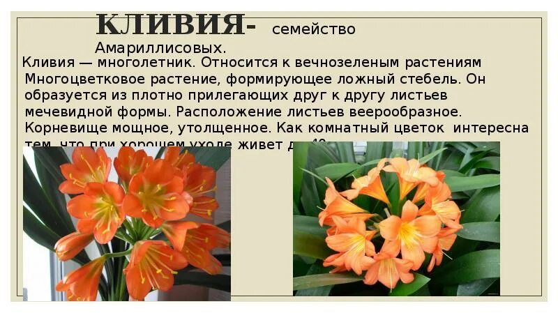 Кливия цветок описание уход и выращивание. Кливия киноварная. Цветок кливия киноварная. Кливия цветок описание уход и выращивание. Кливия киноварная.