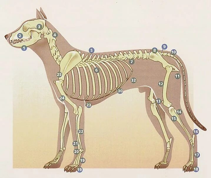 Костный скелет собаки. Строение скелета собак грудная клетка. Скелет собаки анатомия. Анатомия собаки скелет позвоночника.