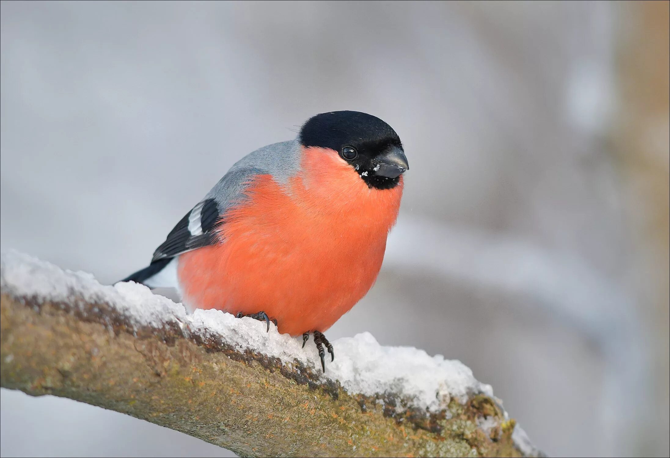 Taeniopygia bichenovii. красногрудый кардинал. птица зарянка малиновка. красногрудые птицы сибири. красногрудые зяблики.