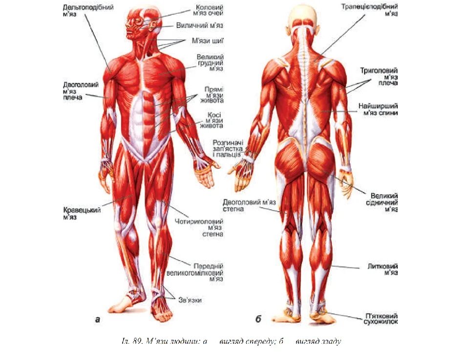 Класс мышцы. Скелетные мышцы вид спереди и сзади. Мышечный скелет человека вид сзади. Мышцы подписаны спереди и сзади. Мышцы туловища и конечностей вид сзади.