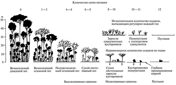 Ярусность тропического леса. Ярусность влажного тропического леса. Ярусы тропического леса схема. Ярусы влажных тропических лесов. Тропические леса ярусы