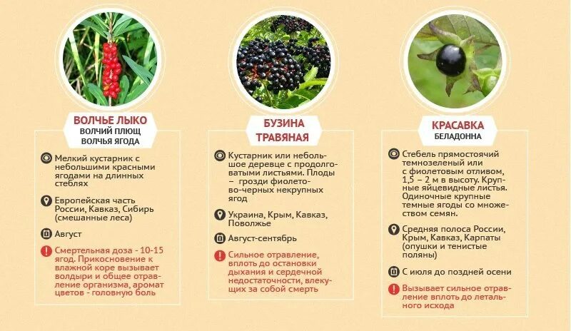 Что можно пить и кушать при отравлении. Ягоды которые нельзя кушать. отравление ягодами. чем можно от травиться. ягоды которые модное сть.