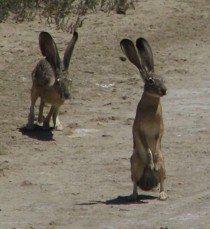 Заяц и кролик. Заяц по размеру. Заяц Размеры. Заяц и кролик разница.