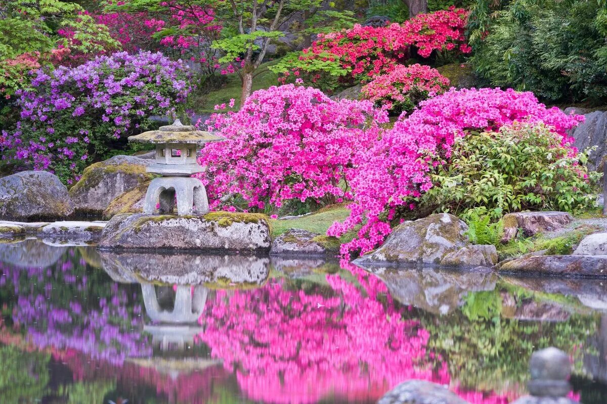 Парк Клингендаел-японский сад. Киото. Сады рододендронов _Kyoto_Gardens_Rhododendron... Рододендрон в японском саду. Парк Азалии Китай. Сад ньютонов