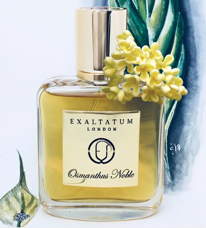 Османтус запах. Osmanthus духи. духи османтус душистый. аромат растения османтус. мужские духи османтус.