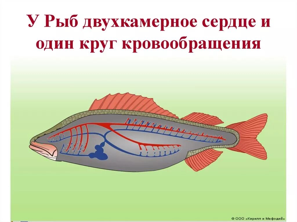 Кровеносная система рыб. Сердце рыбы. Строение сердца рыбы. Кровеносная система рыб схема. У каких хордовых двухкамерное сердце