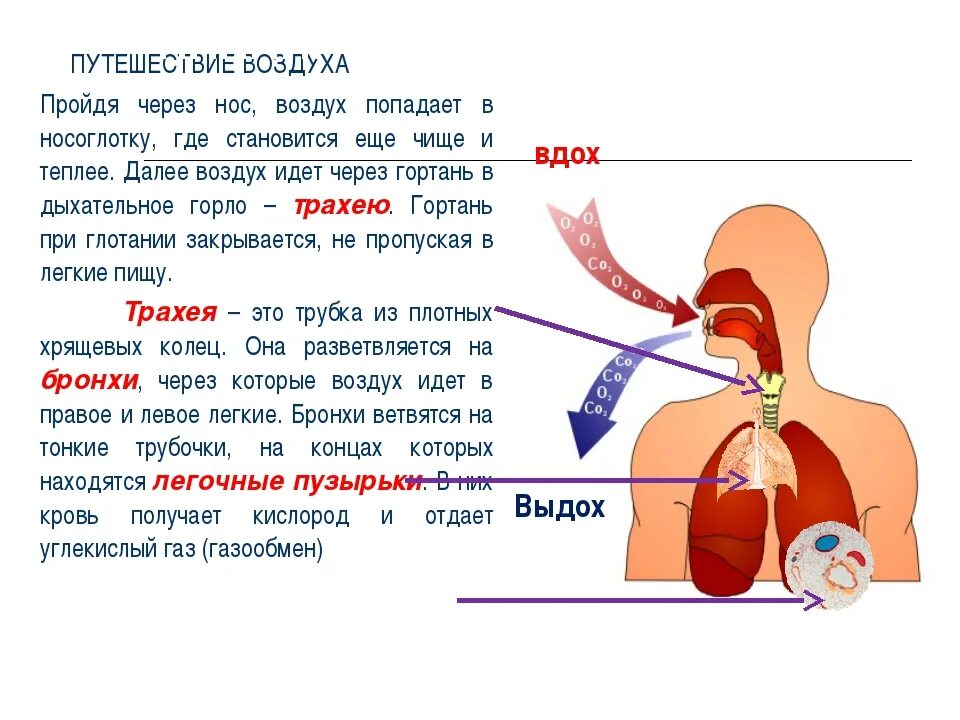 Сернз какие органы проходит воздух. Как проходит воздух в легкие. Путь движения воздуха по дыхательной системе. Путь прохождения воздуха в дыхательной системе.