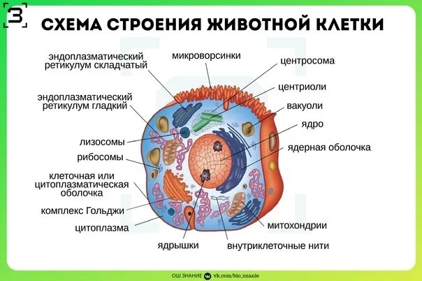 Клеточное строение относится к животным. Клетка строение и функции. функции клетки анатомия. основные органоиды клетки их строение и функции. основные части клетки и их функции.