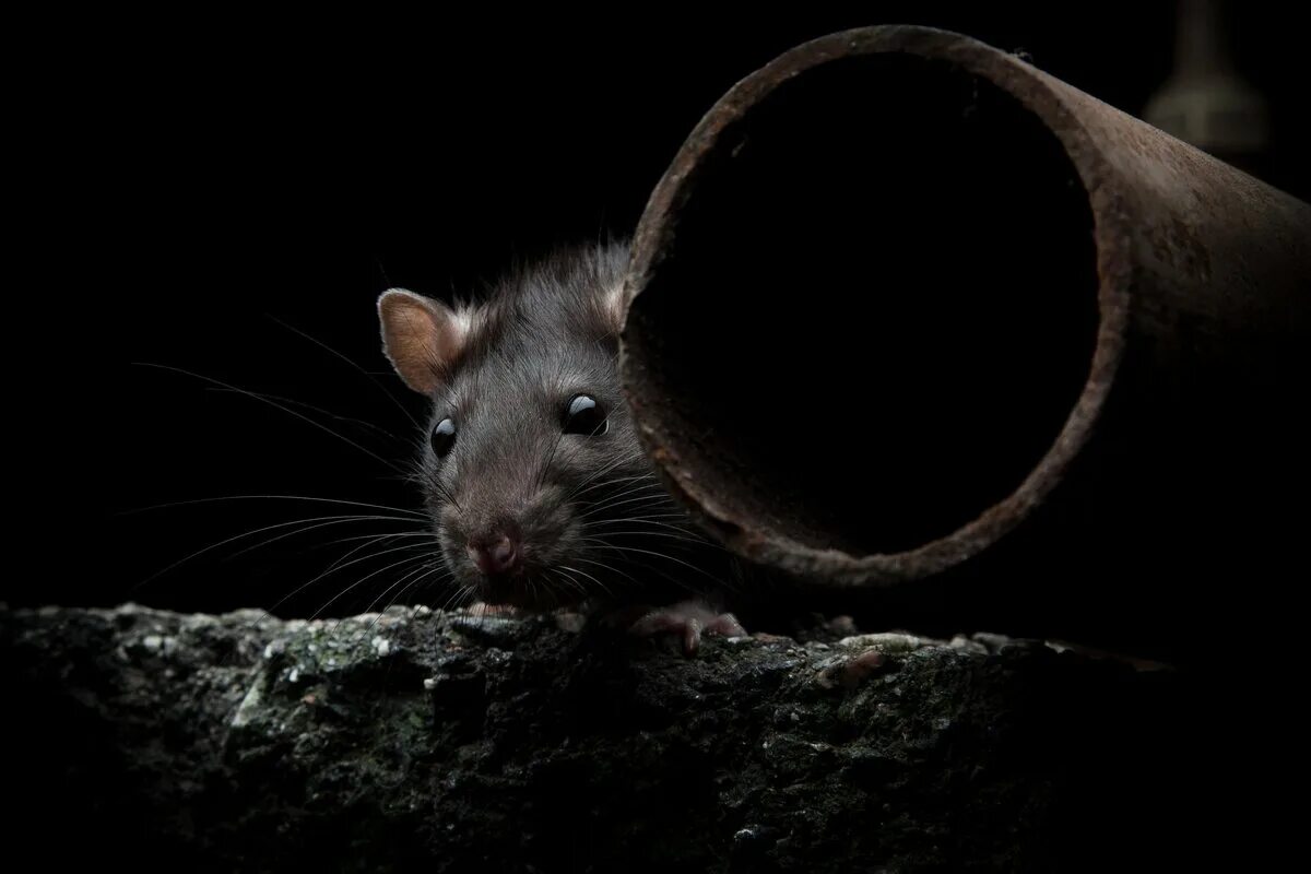 Сонник черных крысы. Черная мышь. Черная крыса. Крыса фото. Крыса черная Дикая.