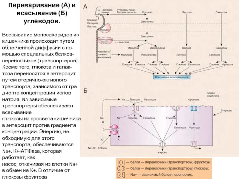 Всасывание. Пути и механизмы всасывания. Схема всасывания углеводов в кишечнике. Механизм всасывания Глюкозы в кишечнике. Всасывание моносахаридов в кишечнике схема.