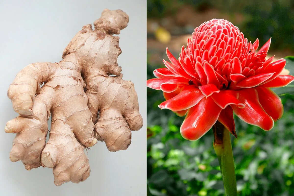 3 LIVE Rhizomes EDIBLE GINGER HOT & SPICY THAI Zingiber OFFICINALE Ready 2 grow 