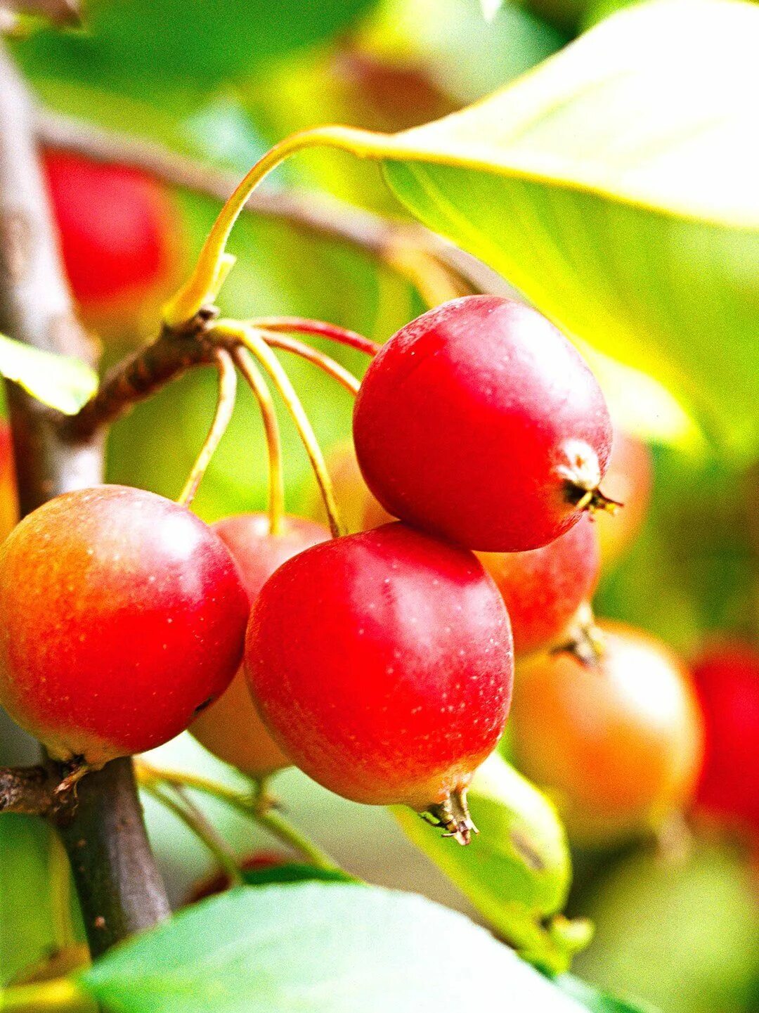 Crab apple tree. Crabapple. crabapple гельяяяявяв. crab apple. крабовое яблоко.