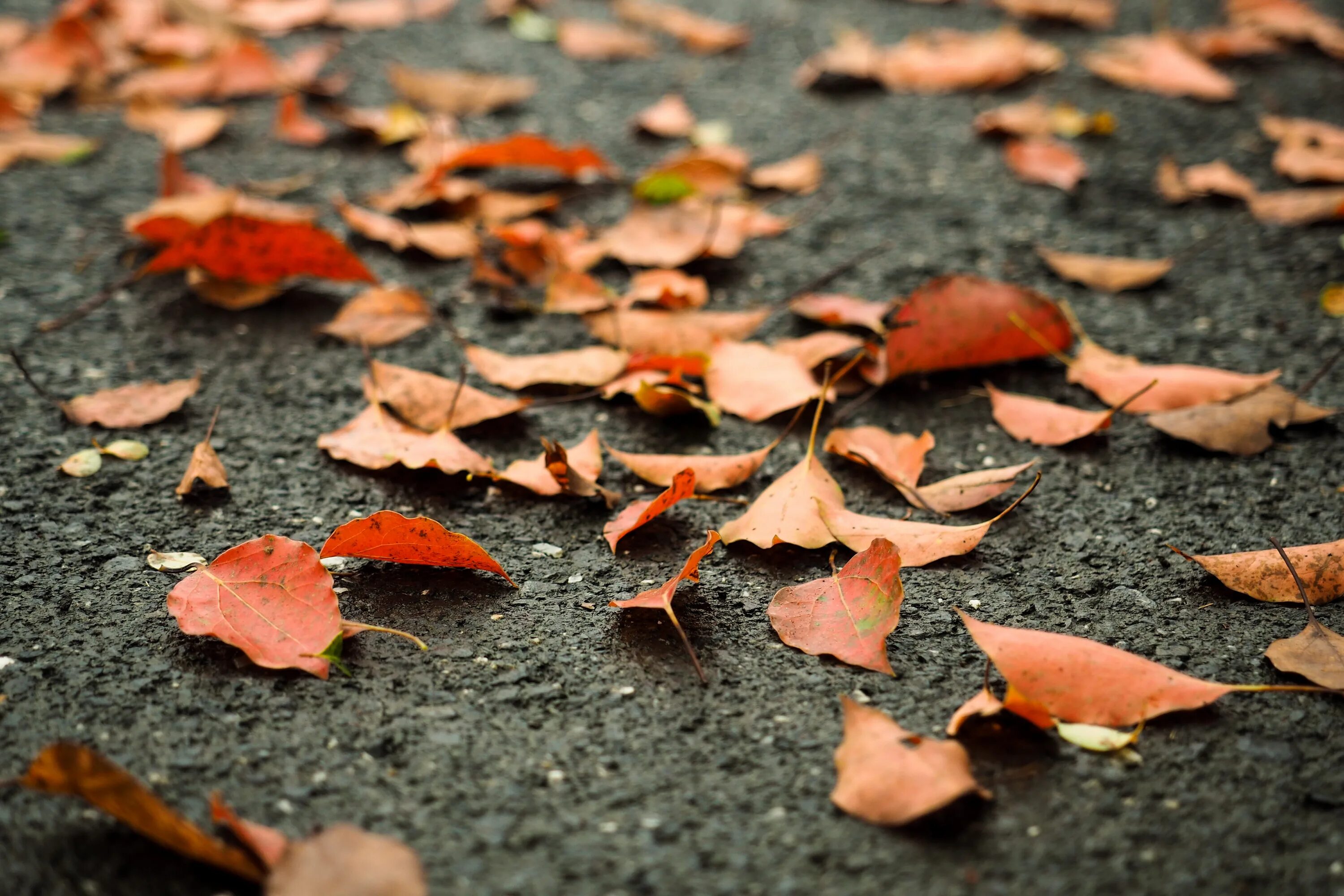 Leaves on the back. Падающие листья. Осенние лепестки. Листья на земле. Осенние листья на дороге.