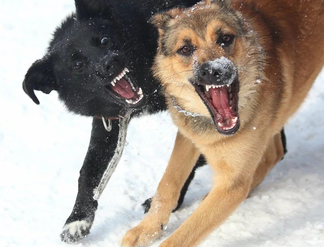 Нападение собак видео. Стая собак загрызла ребенка в Оренбурге. Стая собак загрызла мальчика в Оренбурге.