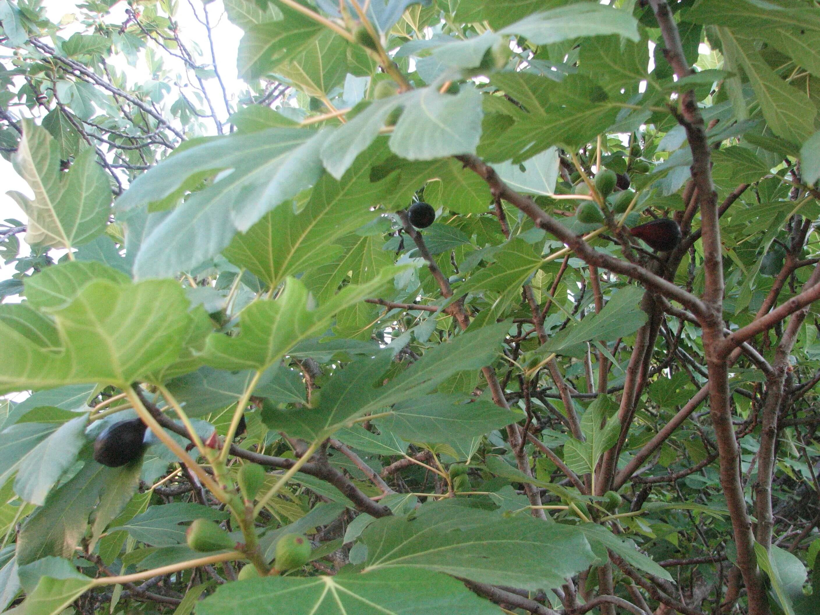 Инжир род каких деревьев. Инжир обыкновенный (ficus carica). инжир обыкновенный смоковница. инжир карика. вредители инжира.