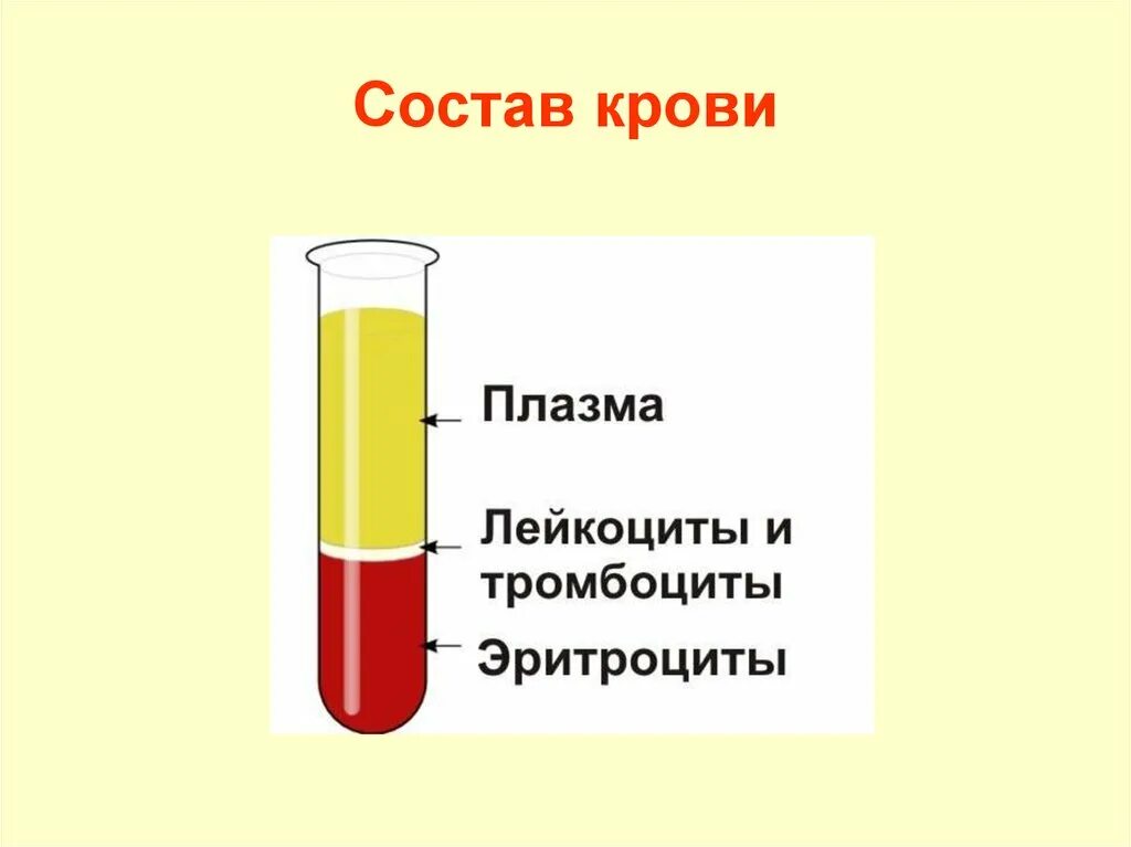 Кровь краткое содержание. Состав крови. Кровь состав крови. Слайд состав крови. Плазма крови состоит из.