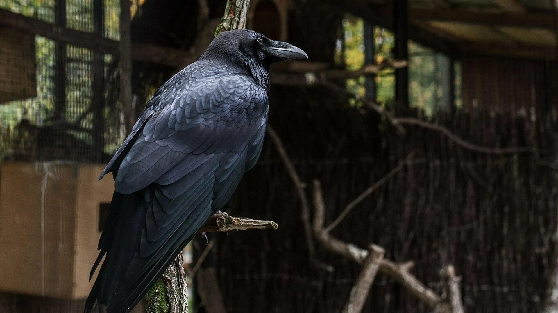 Вороны corvus moneduloides. Вороны corvus moneduloides. Новокаледонский ворон. Новокаледонский ворон интеллект. Ворона бангайская ворона.