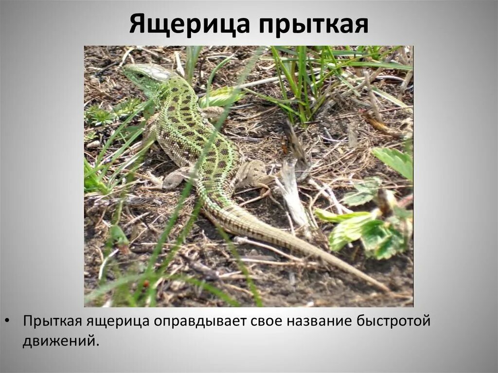 Тип развития прыткой ящерицы. Ящерица прыткая тип питания. ящерица прыткая тип. строение прыткой ящерицы. прыткая и живородящая ящерицы.