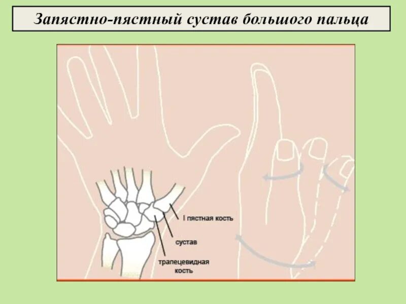 1 запястно пястный сустав. Запястный сустав большого пальца. запястно-пястный сустав большого. запястнопястная большого пальца. запястно-пястный сустав большого пальца анатомия.