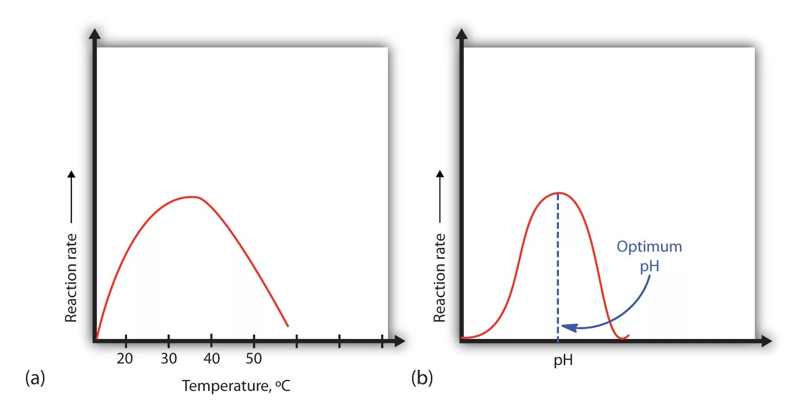 The effect of the temperature. Ph and temperature optimum for enzymes. enzymes temperature. optimum temperature. effect of temperature and ph on enzyme activity.