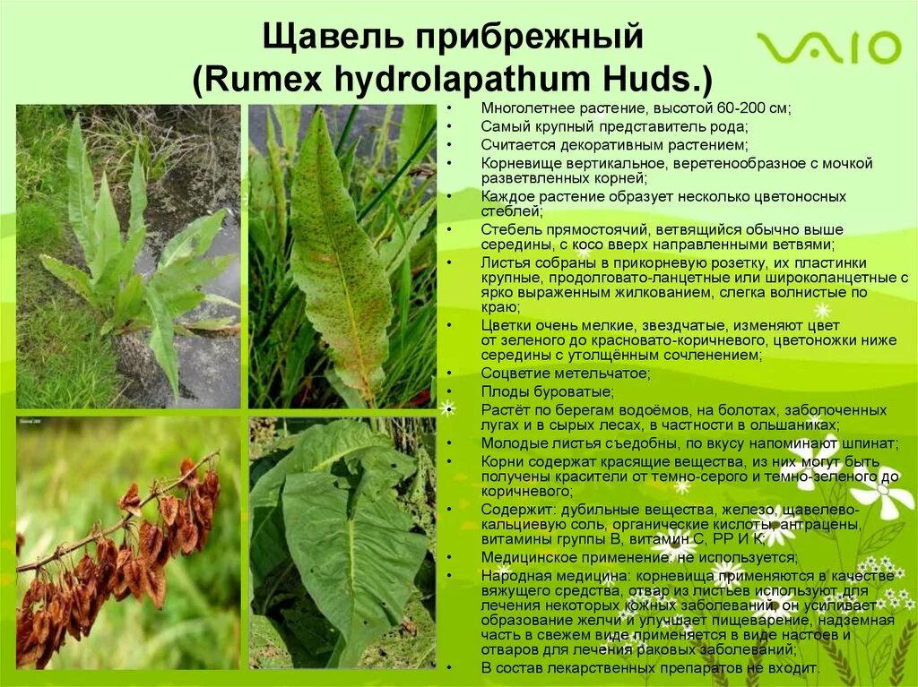 Тип полового органа щавель. Щавель прибрежный. семейство гречишные. щавель описание. семейство гречишных презентация.
