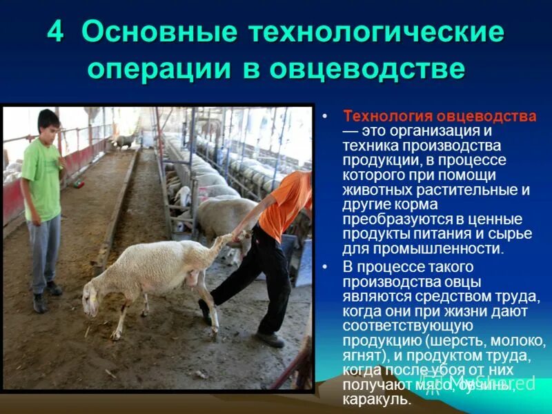 книги по овцеводству. овцеводство и козоводство в россии. технология производства продукции овцеводства. технология переработки шерсти овец. технология производства овцеводства.