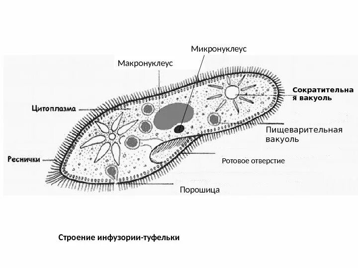 Инфузория егэ