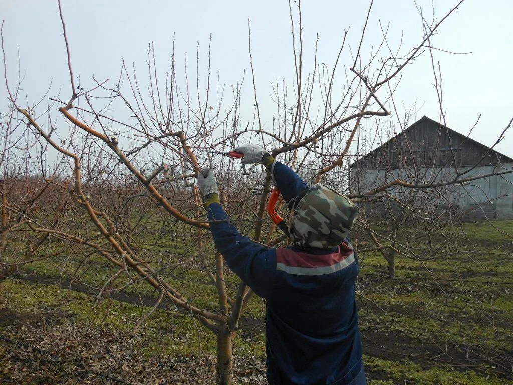 Обрезка плодовых деревьев весной яблони. Когда обрезать сад весной или осенью. Обрезка сада в марте. Когда обрезать сад весной или осенью. Когда обрезать сад весной или осенью.