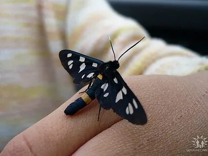 Мотыльки кусаются