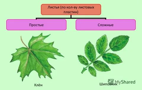 Лист клен черешковый