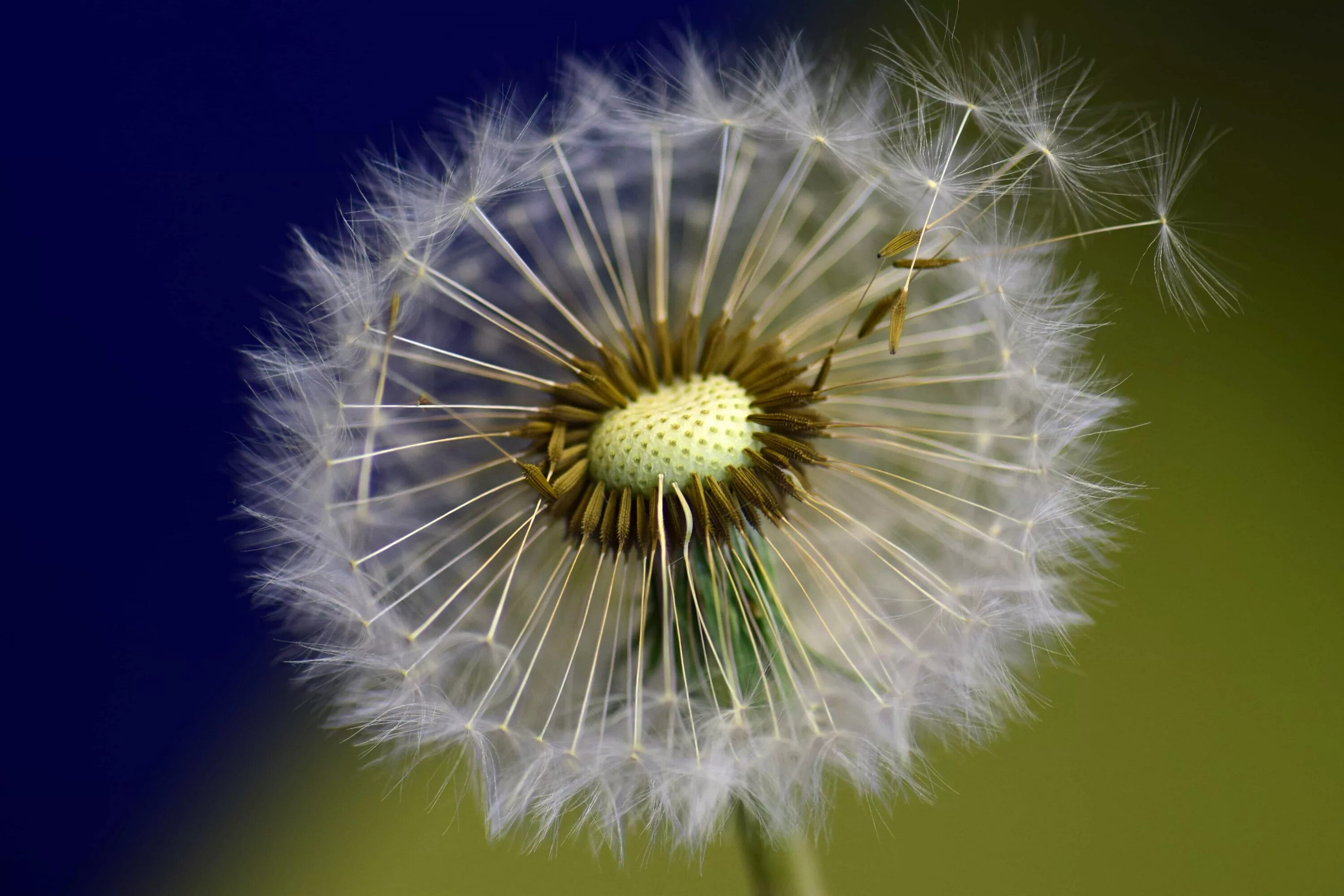 Расцветающий одуванчик. Одуванчик астровые. Одуванчики геншин. Кульбаба горчак. Одуванчик облетел.