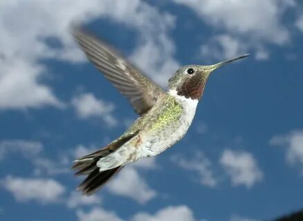 Arriving birds