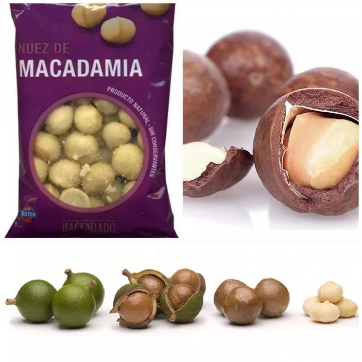 В каких странах растет макадамия. Орех макадамия XL (5a) 100 г.. Орех микамидия. Орех с ключиком макадамия. Макадамия орех полезные.