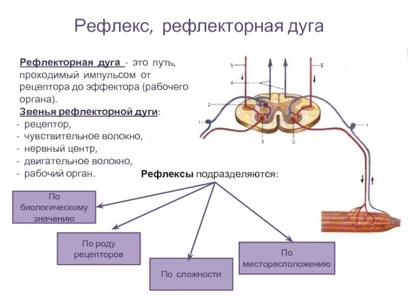 Нервные импульсы при осуществлении рефлекса. Рефлекс звенья рефлекторной дуги. Структурные элементы рефлекторной дуги. Схема рефлекторной дуги центральное звено. Звенья рефлекса 4 класс.