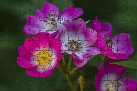 Wild rose