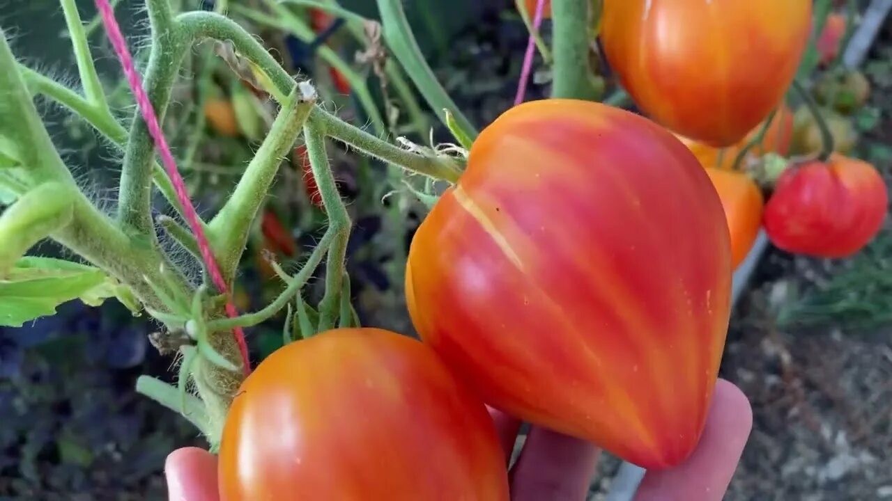 Сорт томата сердце абрикосовой зебры. Абрикосовое сердце томат. Абрикосовое сердце томат. Томат абрикосовое сердце зебры. Томат сердце зебры абрикос.