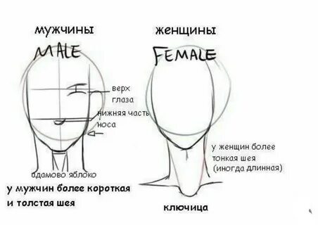 Чем отличается голова