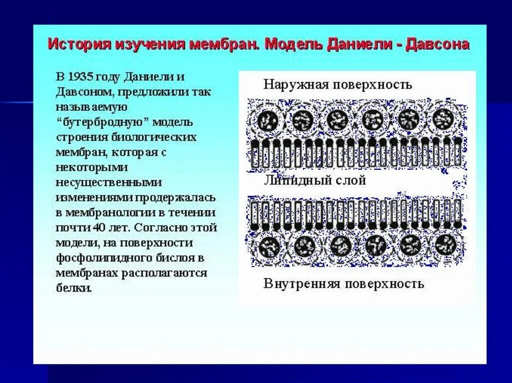 Опишите молекулярную организацию биологической мембраны. Модель мембраны даниели и доусона. бутербродная модель биологической мембраны. модель мембраны сэндвич. модели строения мембран.