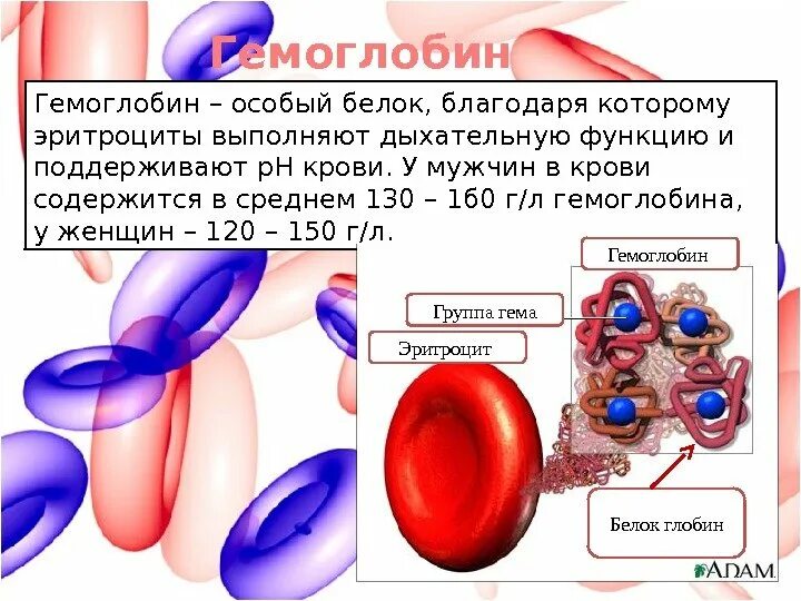 Гемоглобин какая ткань. Состав крови эритроциты функции. Функции гемоглобина в крови. Функции гемоглобина эритроцитов. Строение эритроцита внутри.