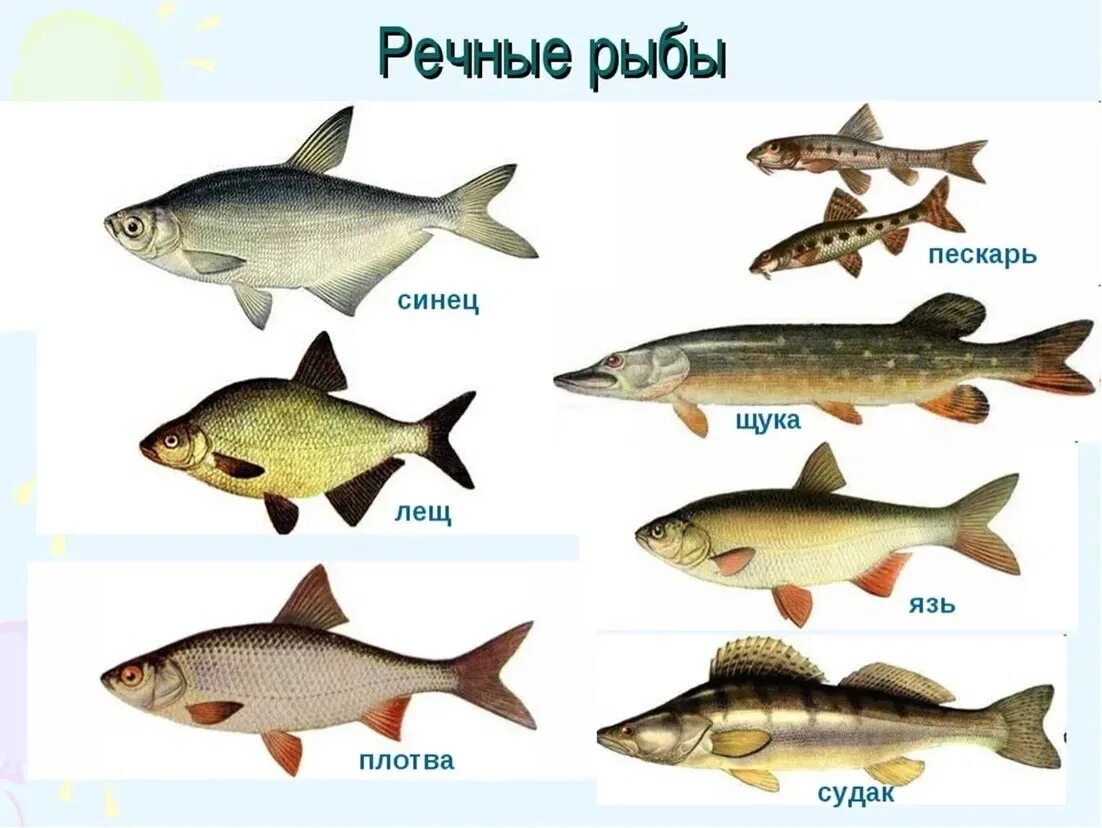 Морская рыба это какая. Речные рыбы названия. Пресноводные рыбы названия. Виды речных рыб. Фото речных рыб.