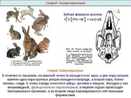 Зубная формула грызунов