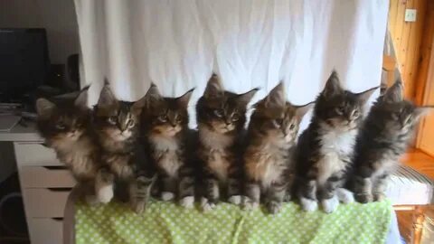 Песня много кота