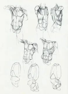 Баммес анатомия человека