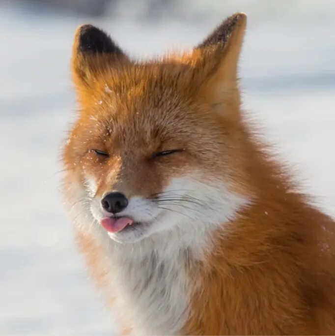 Покажи fox. Лиса с высунутым языком. Лиса Будьков. Лисичка с языком. Лиса Камчатка.