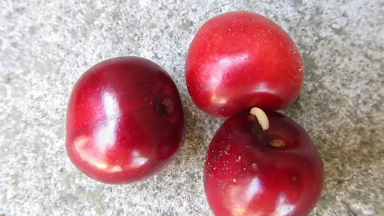 Вишне муха. Вишневая Муха Rhagoletis Cerasi. Вишневая Муха на черешне.