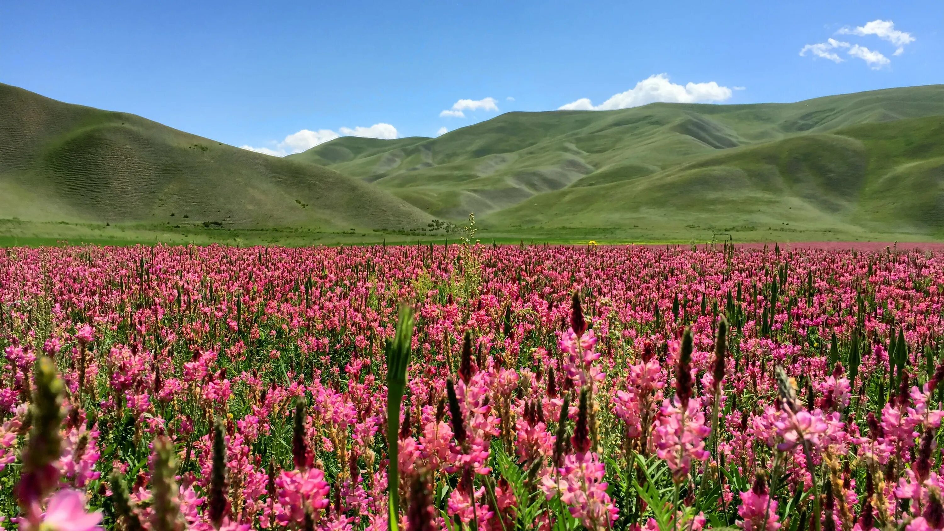 Цветы киргизии