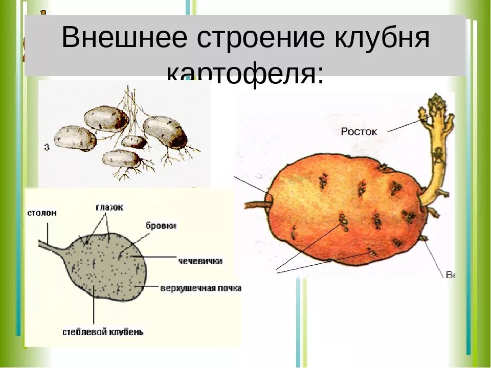 Клубень картофеля и ус садовой земляники. Внешнее строение клубня картофеля рисунок. Внешнее строение клубня картофеля. Строение клубня картофеля 7 класс. Внешнее строение клубня картофеля глазки.