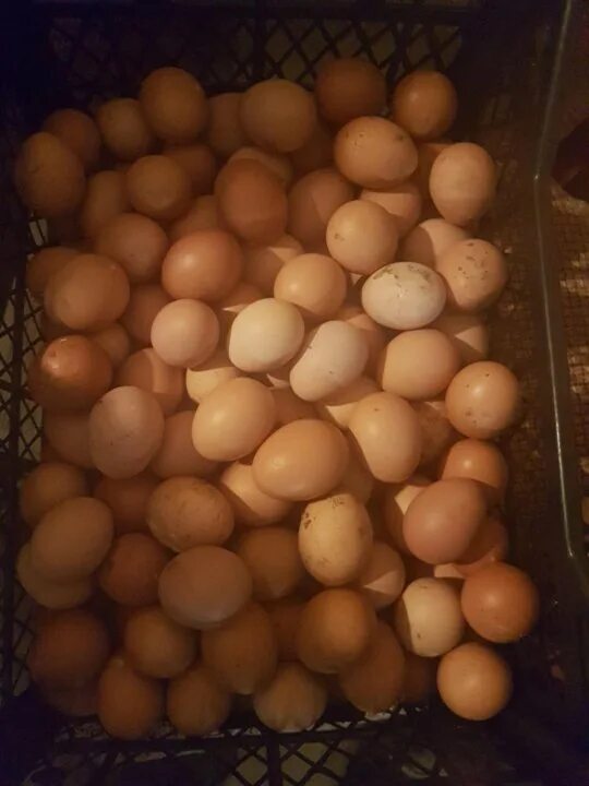 Домашние куриные яйца. Яйцо домашнее куриное. Ведро яиц. Яйца куриные Деревенские.