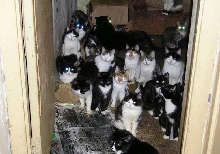Как оставить котенка одного дома
